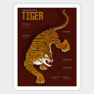 The Eye of the Tiger Magnet